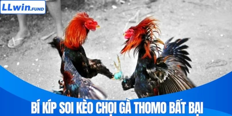 Đá Gà Thomo - Đỉnh Cao Cá Cược Gà Chọi Trực Tuyến LLWIN