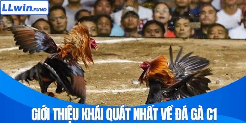 Đá Gà C1 LLWIN - Nơi Những Chiến Kê Triệu Đô Hội Tụ