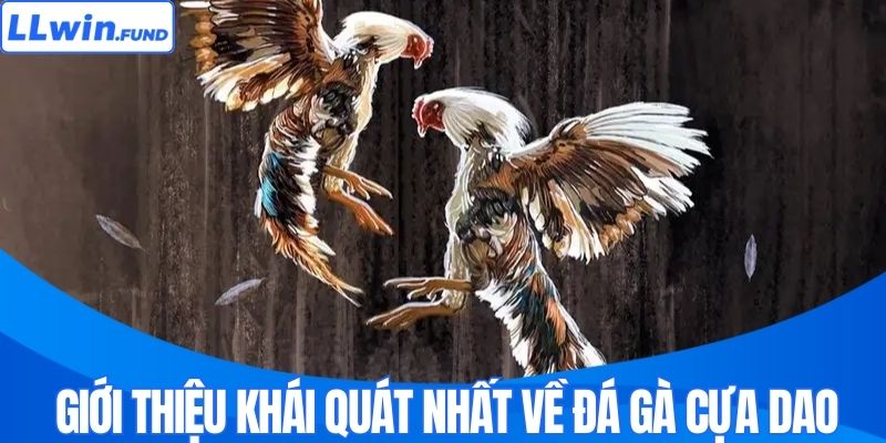 Đá Gà Cựa Dao - Đấu Trường Sinh Tử Hấp Dẫn Nhất Tại LLWIN
