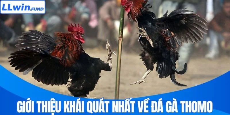 Đá Gà Thomo - Đỉnh Cao Cá Cược Gà Chọi Trực Tuyến LLWIN