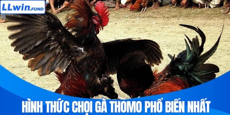 Đá Gà Thomo - Đỉnh Cao Cá Cược Gà Chọi Trực Tuyến LLWIN