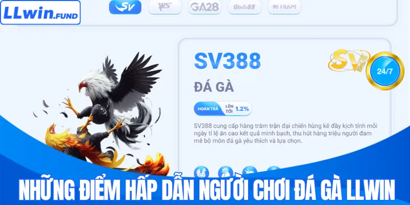 Đá Gà LLWIN - Trải Nghiệm Sàn Đấu An Toàn Và Minh Bạch 2026