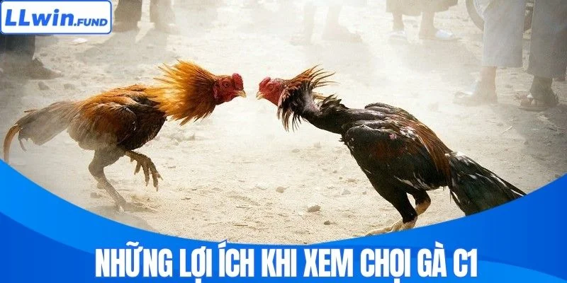 Đá Gà C1 LLWIN - Nơi Những Chiến Kê Triệu Đô Hội Tụ