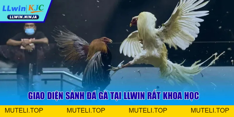 Đá Gà SV38 | Mãn Nhã Với Những Trận Chọi Kê Tại LLwin