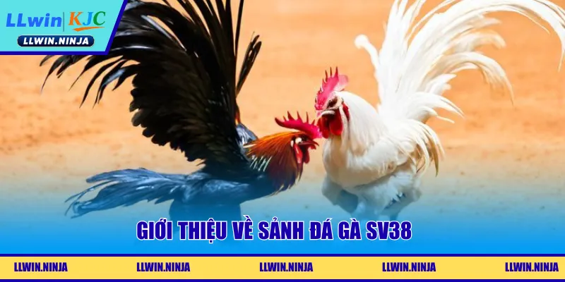 Đá Gà SV38 | Mãn Nhã Với Những Trận Chọi Kê Tại LLwin