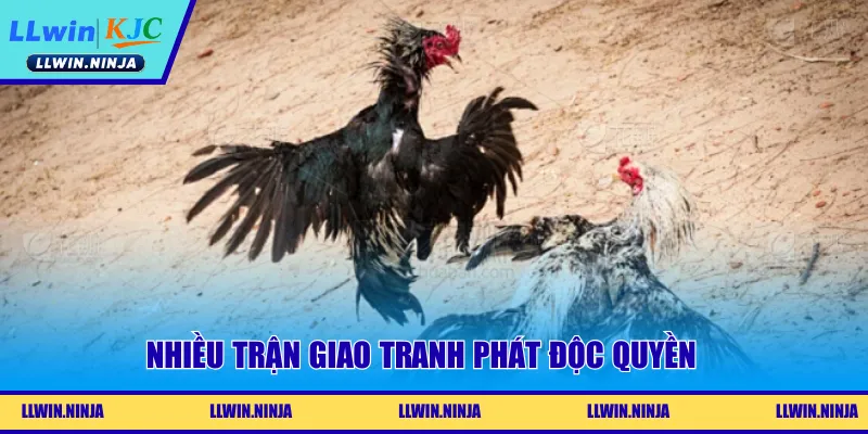 Đá Gà WS168 | Đấu Trường Chọi Kê Nhiều Kèo Ngon Tại LLwin