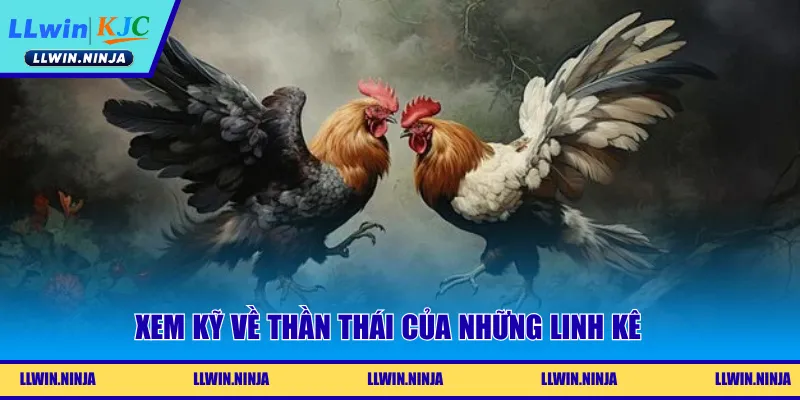 Kèo Đá Gà Là Gì? Chiến Lược Dự Đoán Hiệu Quả Tại LLwin